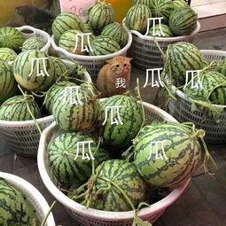 吃瓜娱乐图片头像,揭秘吃瓜娱乐界的明星头像风云